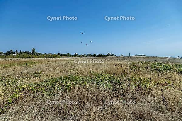 A vast expanse of golden dry grass stretches towards a distant treeline under a bright, cloudless sky with several kites soaring high above, Garry Point park, Richmond, BC, Canada [IBR125424493]