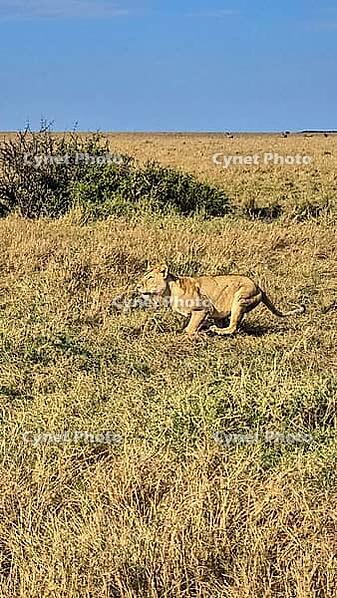 Lioness sprinting across the savannah during a thrilling safari in Kenya, capturing the essence of wildlife in Africa's stunning landscapes [IBR125424495]