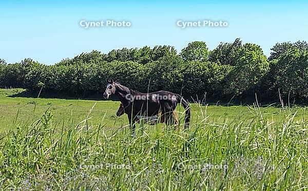 Beautiful panorama of grazing horses on a green meadow during springtime [IBR125424506]