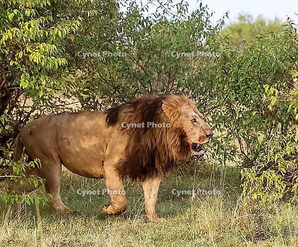 Majestic male lion with a rich brown mane walking gracefully near lush green bushes in the stunning landscapes of Kenya [IBR125424507]