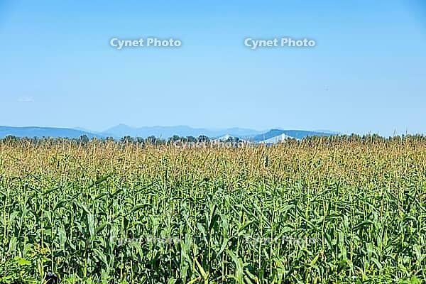 A wide expanse of lush green corn stalks stretches towards a hazy horizon, under a bright, cloudless sky, Dyke Rd, Surrey, BC V4N 4R 1, Canada [IBR125424510]