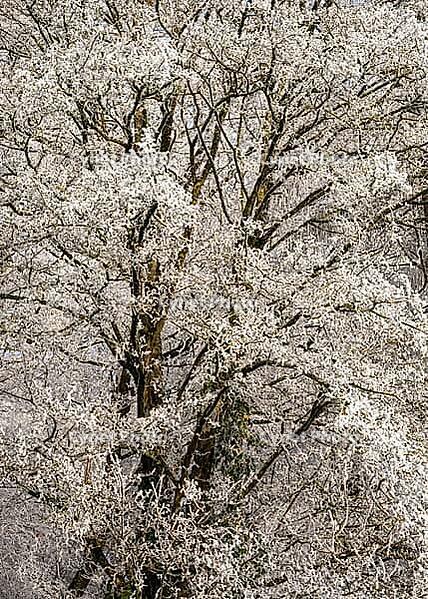 Winter forest, trees with hoarfrost, detailed view. Rhein-Neckar District, Baden-Württemberg, Germany [IBR125424513]
