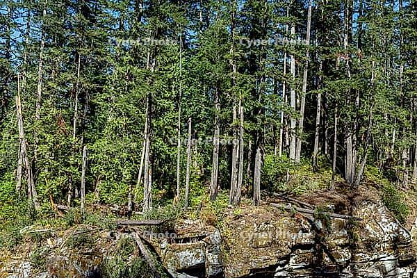 Sunlight filters through the canopy of a lush coniferous forest, illuminating a rugged rocky outcrop below, kettle Valley trail, BC Canada [IBR125424518]
