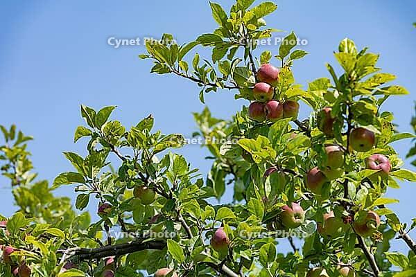 Clusters of red and green apples ripen on a leafy branch under a bright, cloudless sky, suggesting a bountiful harvest season, Garry Point park, Richmond, BC, Canada [IBR125424520]