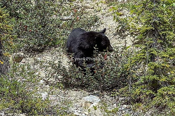 A wild black bear is seen eating red berries from a low-lying bush in its natural habitat, Improvement district No. 9, Banff, Alberta, Canada [IBR125424528]