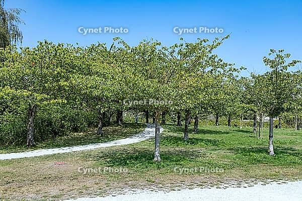 A bright blue sky arches over a serene park landscape featuring a curved walking path surrounded by lush trees and green grass, Garry Point park, Richmond, BC, Canada [IBR125424530]