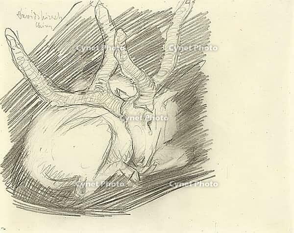David's Stag, Reclining Stag, 1910, artwork by Franz Moritz Wilhelm Marc (born 8 February 1880 in Munich, died 4 March 1916 in Braquis near Verdun, France), German painter, draughtsman and printmaker. He is regarded as one of the most significant painters [IBR125424534]