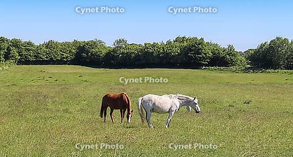 Beautiful panorama of grazing horses on a green meadow during springtime [IBR125424546]