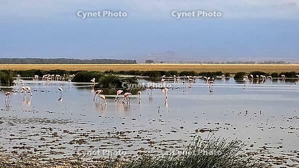Pink flamingos feeding in a shallow lake in Kenya, with dry grass and trees in the background [IBR125424549]
