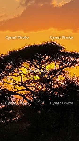Illuminating the Kenyan savanna, a warm orange sunset bathes an acacia tree in vibrant hues, creating a stunning evening silhouette [IBR125424551]