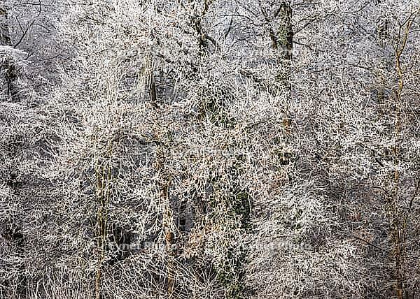 Winter forest, trees with hoarfrost, detailed view. Rhein-Neckar District, Baden-Württemberg, Germany [IBR125424556]