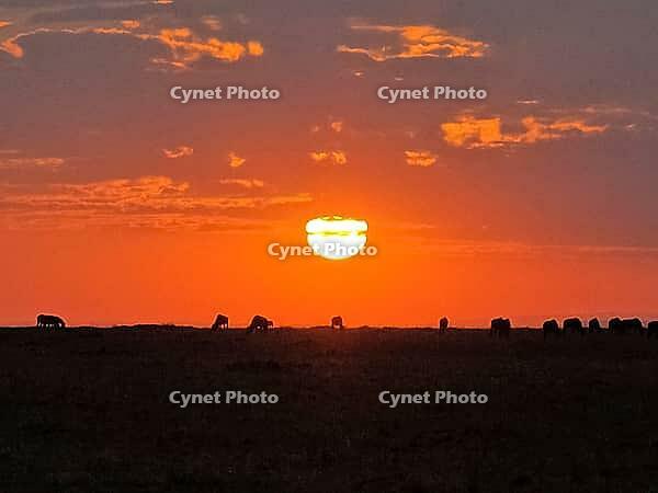 Herds of wildebeest grazing in the African savanna, illuminated by a stunning sunset with a vibrant orange sky painting the horizon [IBR125424561]