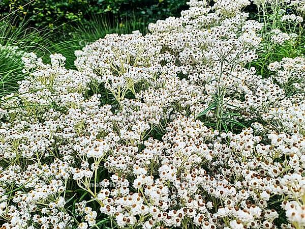 Close up of numerous small white flowers with brown centers growing densely in a garden [IBR125424567]