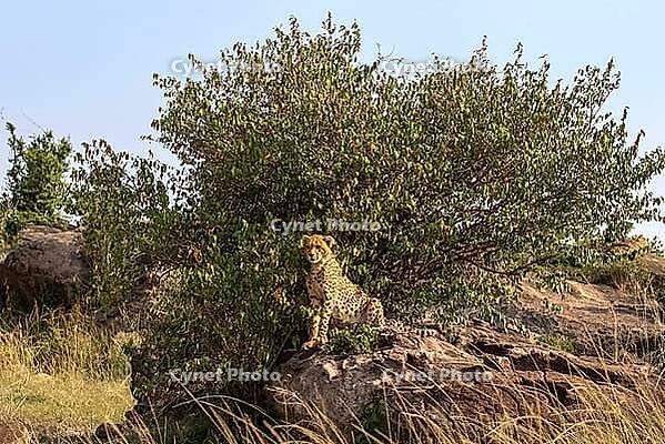 Wild cheetah lounging on a rock beside a bush in the sunlit African savannah, embodying the beauty of nature and wildlife [IBR125424570]