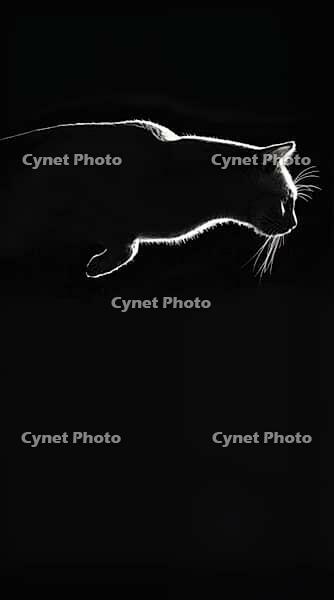 Silhouette of a cat against a black background, AI generated [IBR125424580]
