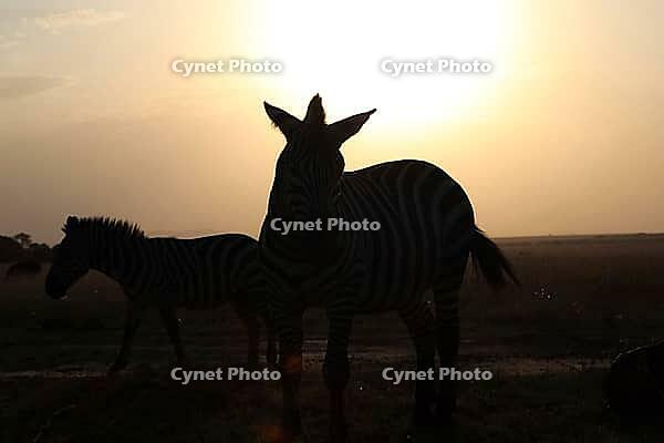 Group of zebras standing in the savanna at sunset, creating a beautiful silhouette against the orange sky [IBR125436212]