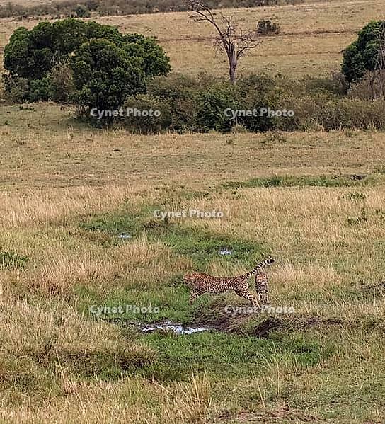 Cheetah sprinting across the Masai Mara savanna, leaping gracefully over a puddle in pursuit of its next meal, embodies nature's fierce beauty [IBR125436217]