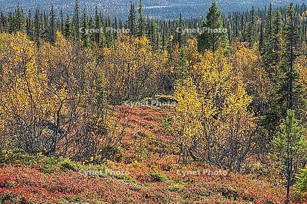 Colourful autumn vegetation in the boreal coniferous forest, Dundret Nature Reserve, Gällivare, Norrbotten. Lapland, Sweden, September 2026 [IBR125436218]