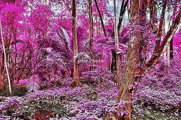 Beautiful fantasy infrared shots of palm trees on the seychelles islands [IBR125436220]