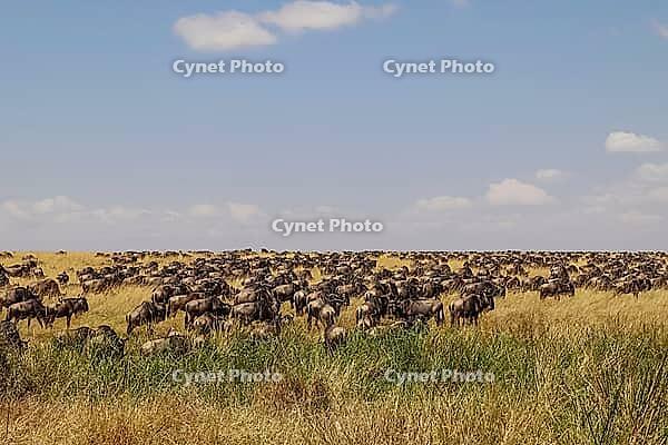 Wildebeest migrating across the vast savanna of Serengeti National Park in Tanzania, creating a stunning display of wildlife and nature [IBR125436221]