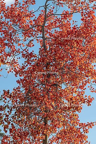 An aspen (Populus tremula) in autumnal colours, Gällivare, Norrbotten, Lapland, Sweden, September 2026 [IBR125436223]