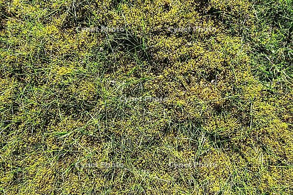 Dense green moss growing vibrant with fresh grass Blades creating a natural organic background [IBR125436228]
