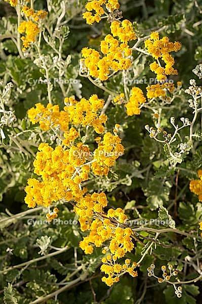 Clusters of yellow flowers with green leaves bathed in sunlight, Camogli, Italy [IBR125436229]