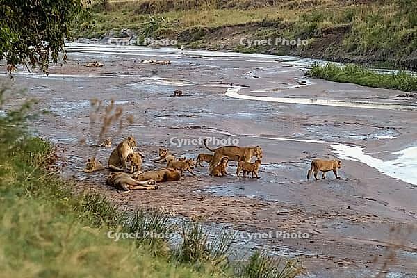 Lionesses and their cubs resting and playing on the banks of a river in Masai Mara National Reserve, Kenya [IBR125436230]
