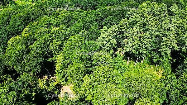 Aerial view showing diverse green trees filling a dense forest in Germany [IBR125436235]