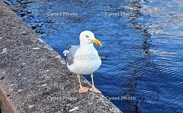 Hungry sea gull at a quay wall of the port in Kiel Germany [IBR125436243]
