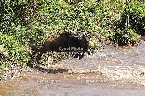 Blue wildebeest leaping across a muddy river, showcasing the dynamic movement of the great migration in Maasai Mara, Kenya [IBR125436245]