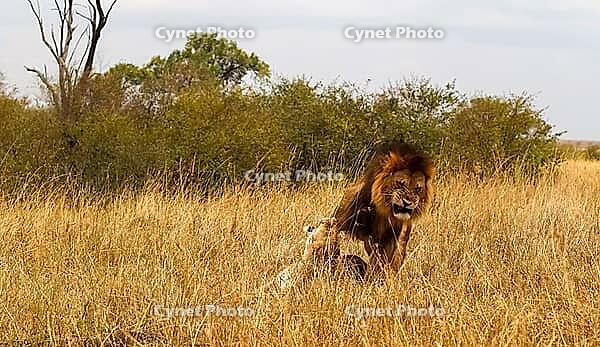 Big male lion growling at female lion in tall grass of african savanna during mating season [IBR125436246]