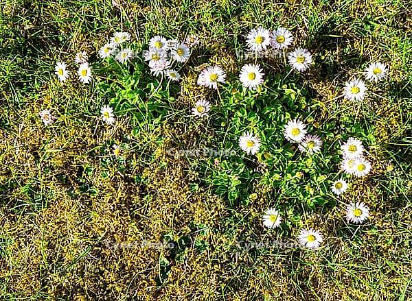 White daisies blooming with fresh green leaves and moss on a sunny spring day [IBR125436249]