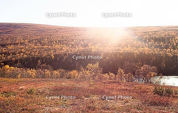 Bright sun rays illuminate the autumn landscape and yellow trees with a warm glow, Kevo Strict Nature Reserve, Utsjoki fell highlands, Lapland, arctic Finland [IBR125436250]