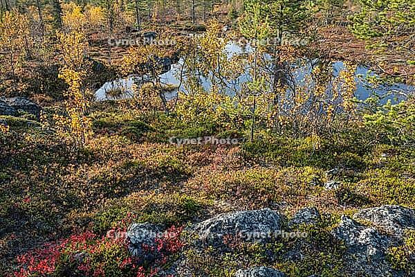 Colourful autumn vegetation in the boreal coniferous forest, Dundret Nature Reserve, Gällivare, Norrbotten. Lapland, Sweden, September 2026 [IBR125436259]