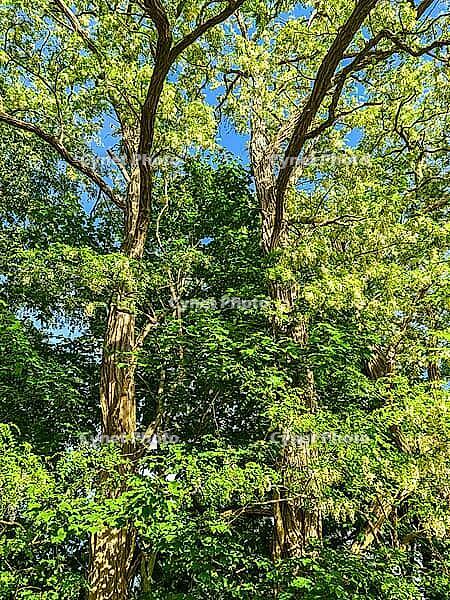 Fresh green leaves and white blossoms growing on trees under bright summer sky [IBR125436260]