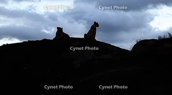 Silhouettes of two lionesses resting on a rock in the african savanna at dusk, under a cloudy sky [IBR125436263]