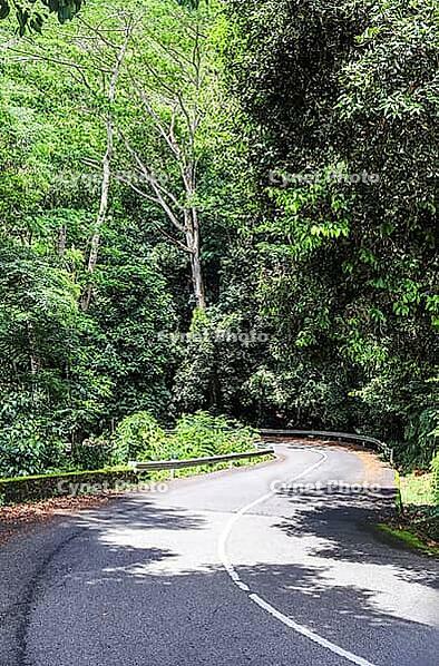 Seychelles island road winding through vibrant green jungle, creating a path for adventure and exploration in nature [IBR125436267]