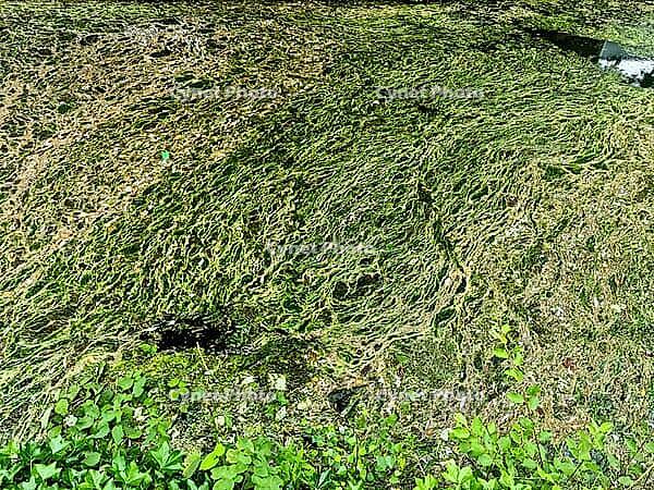 Background texture pattern of algea forming thick layer on water surface [IBR125436272]