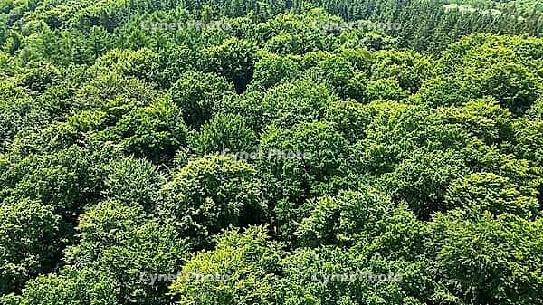 Lush green treetops forming a dense forest viewed from above, highlighting environmental growth [IBR125436277]