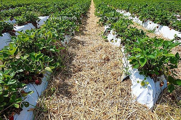 Rows of strawberry plants with ripening fruit cultivated in an agricultural field [IBR125436278]