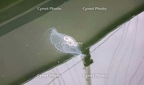 Translucent moon jellyfish floating in calm green water, showing its four oral arms [IBR125436279]