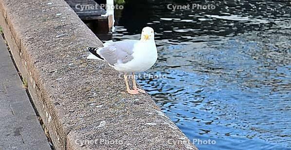 Hungry sea gull at a quay wall of the port in Kiel Germany [IBR125436282]