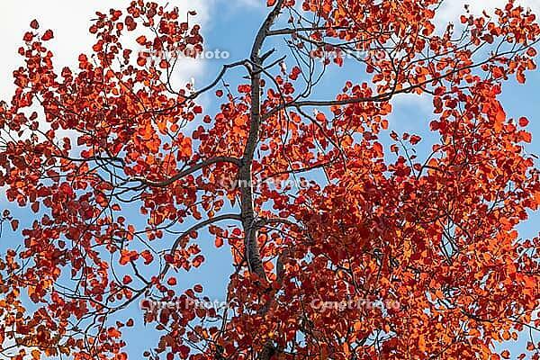 An aspen (Populus tremula) in autumnal colours, Gällivare, Norrbotten, Lapland, Sweden, September 2026 [IBR125436283]
