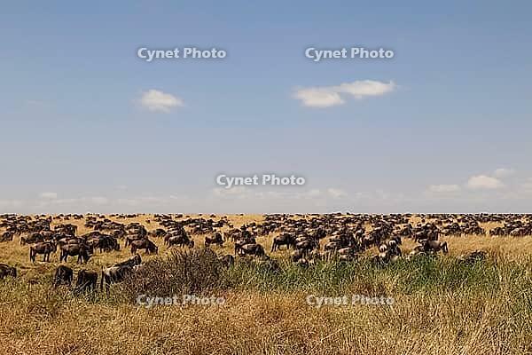 Wildebeest migrating across the African savanna, searching for fresh pastures during their epic journey through the wild landscape [IBR125436285]