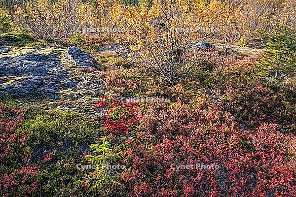 Colourful autumn vegetation in the boreal coniferous forest, Dundret Nature Reserve, Gällivare, Norrbotten. Lapland, Sweden, September 2026 [IBR125436286]