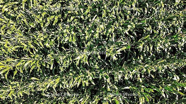 Green corn plants growing in rows creating a natural textured background [IBR125436287]