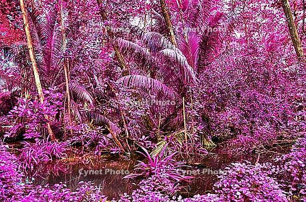 Beautiful fantasy infrared shots of palm trees on the seychelles islands [IBR125436298]