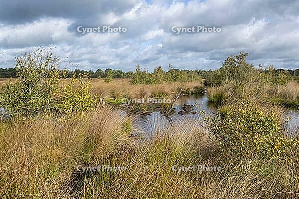 Moorland, Emsland, Lower Saxony, Germany [IBR125437971]