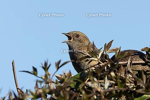 Dunnock or Hedge sparrow (Prunella modularis) adult garden male bird singing in a hedgerow in spring, England, United Kingdom [IBR125437972]